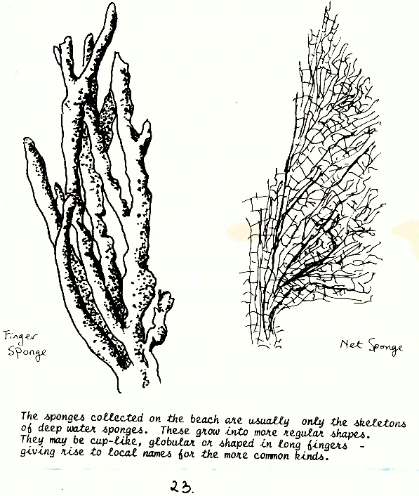 page scan